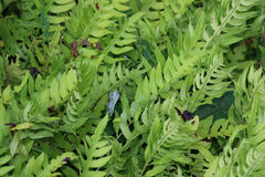 Woodwardia areolata