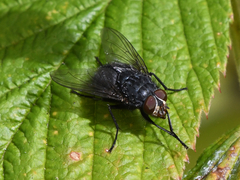Calliphorinae