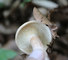 Lactarius pallidus
