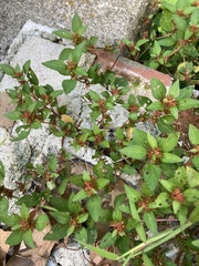 Acalypha