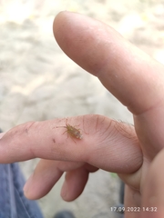 Pantilius tunicatus