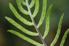 Woodwardia areolata