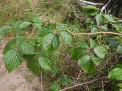 Rubus