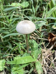 Panaeolus cinctulus
