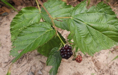 Rubus