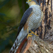 Rufous-thighed Hawk - Photo (c) Dario Sanches, some rights reserved (CC BY-SA)