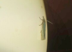 Crambus perlella