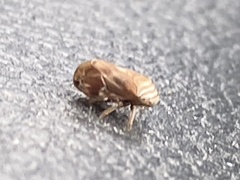 Clastoptera obtusa