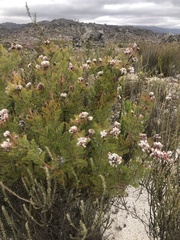 Serruria pedunculata