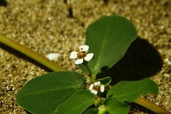 Euphorbia albomarginata