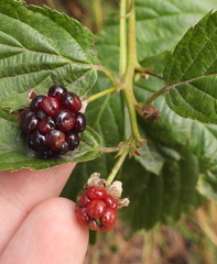 Rubus