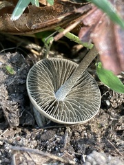 Panaeolus cinctulus