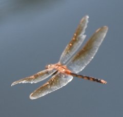 Brachymesia herbida