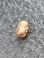 Clastoptera obtusa