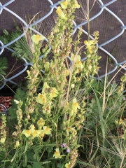 Linaria vulgaris