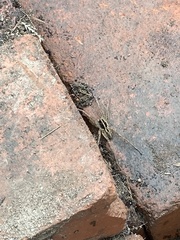 Tigrosa georgicola