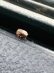 Clastoptera obtusa