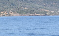 Stenella coeruleoalba