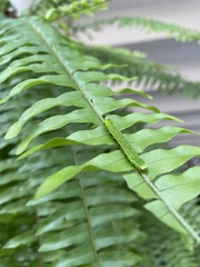 Callopistria floridensis