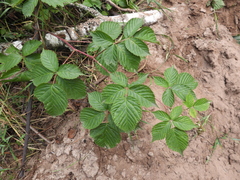 Rubus