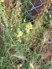 Linaria vulgaris