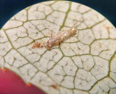 Stigmella salicis
