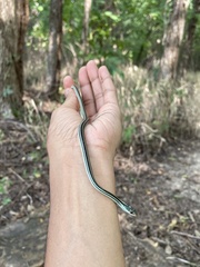 Thamnophis proximus proximus