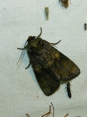 Craniophora ligustri