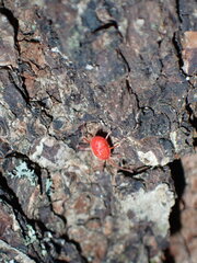 Trombidiformes