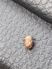 Clastoptera obtusa