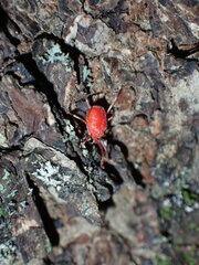 Trombidiformes