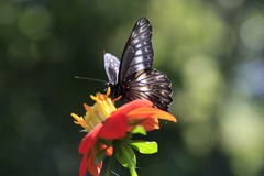 Catasticta flisa flisa