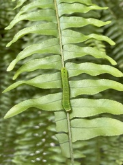 Callopistria floridensis