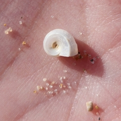 Planorbella campanulata