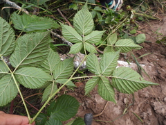 Rubus