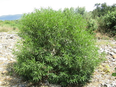 Barkleyanthus salicifolius