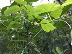 Passiflora pavonis