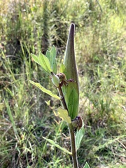 Asclepias obovata