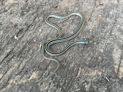 Thamnophis proximus proximus