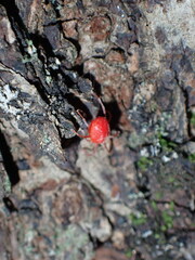 Trombidiformes
