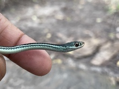 Thamnophis proximus proximus