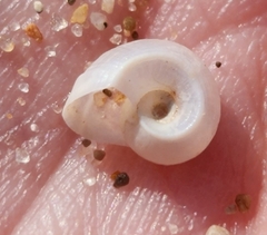 Planorbella campanulata