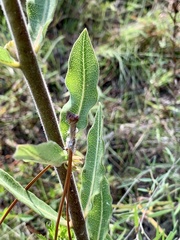 Asclepias obovata