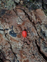 Trombidiformes