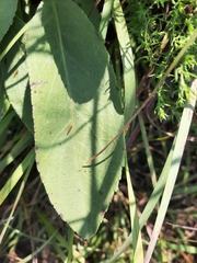 Helianthus occidentalis