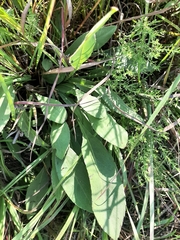 Helianthus occidentalis