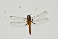 Rhodothemis rufa