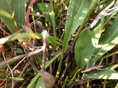 Helianthus occidentalis