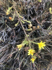 Cullumia reticulata