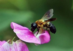 Megachile sculpturalis